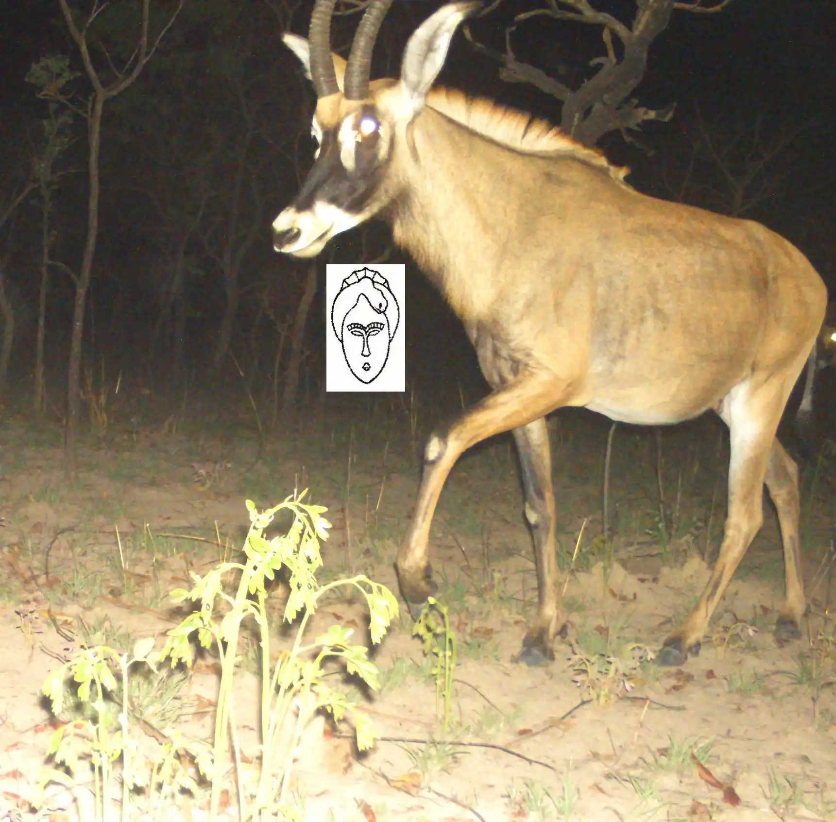 Hipotrague (Hippotragus equinus).JPG