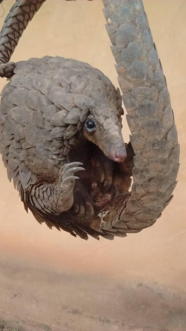 Image d'un pangolin (Togo)