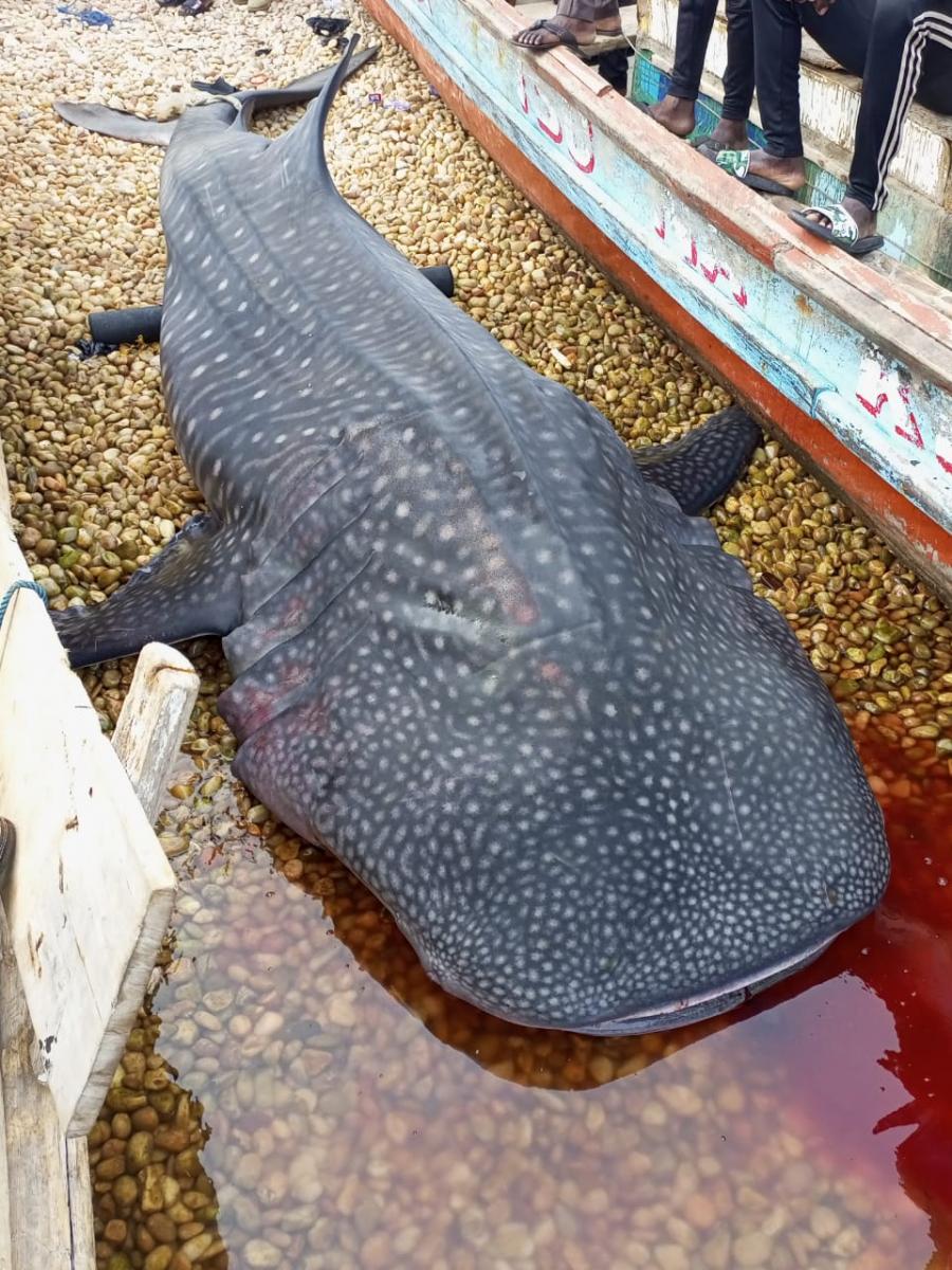 Requin_baleine au port de pêche de Lomé