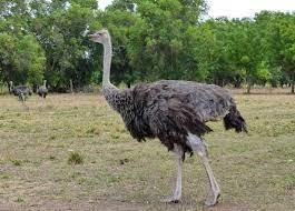 Autruche introduit dans la faune