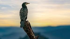 Un oiseau au crépusculz