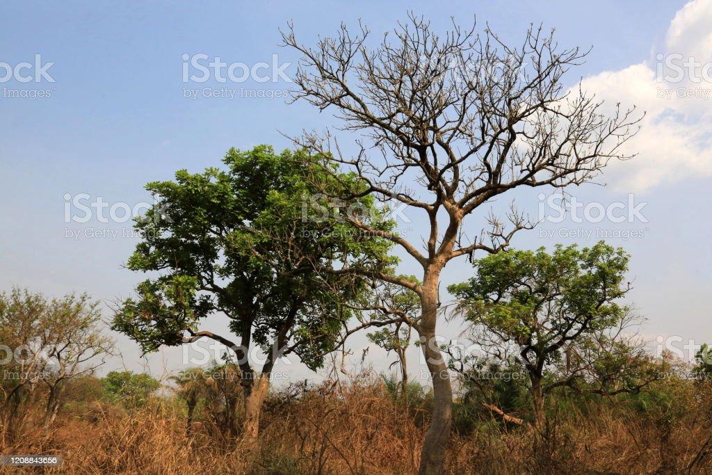 Biodiversité de la flore au Togo