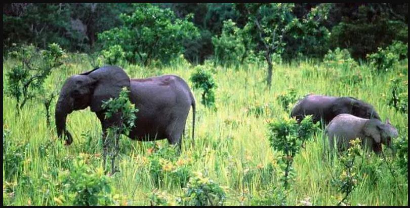 Biodiversité : le Togo