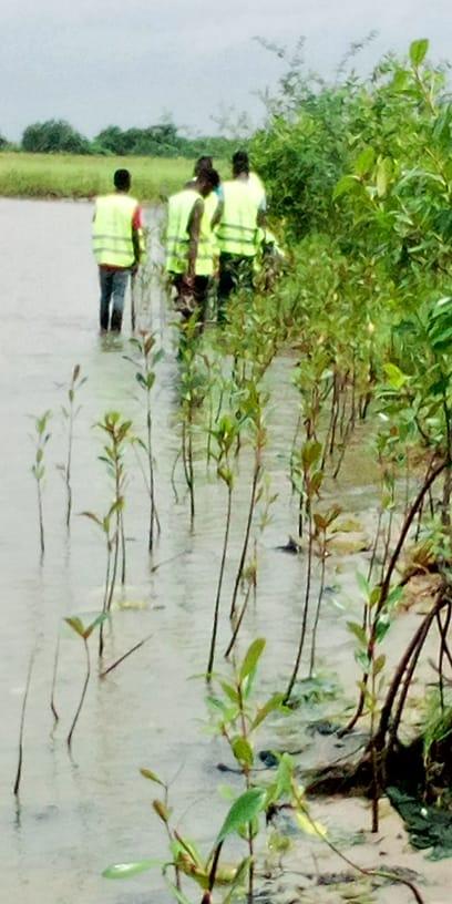 berges des îles Guin
