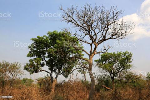 Biodiversité de la flore au Togo