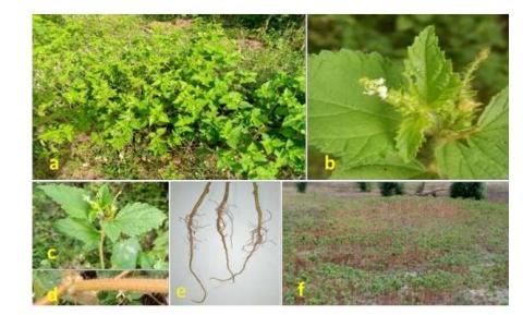 Image de la plante Croton hirtus