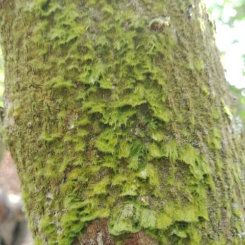 Lichen sur un tron de cacaoyer. ceci peut donc réduire la productivité de la plante. donc il est important de mieux faire le réglage d'ombrage pour rétablir l'équilibre.