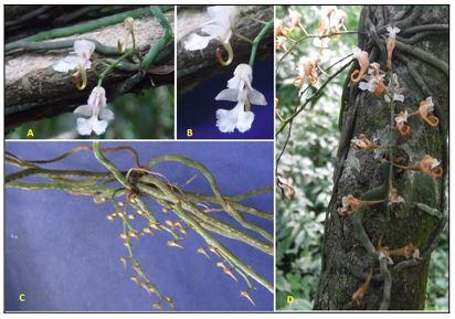 Différents stades de maturité de Mcrocoelia macrorhynchia  fleurs : (A et B : formes épanouies des plumes, C : plumes à l'état juvénile (boutons floraux), D : vieilles fleurs et début de la floraison)  à l'état juvénile (boutons floraux), D : vieilles fleurs et début de la  formation des fruits).