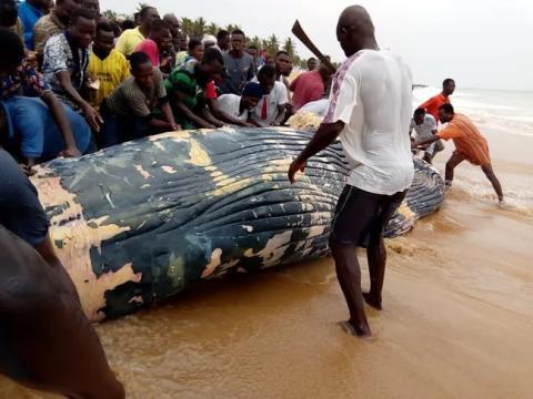 Baleine, échouée en avril 2018